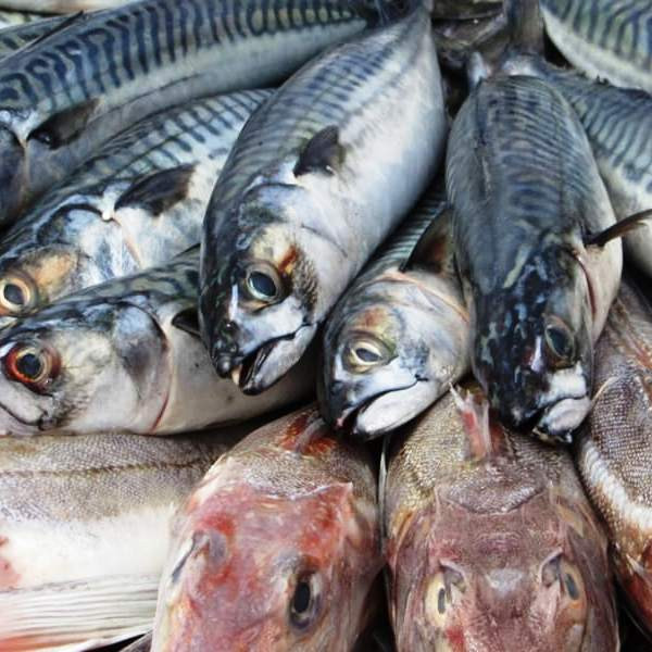 Farines de poisson