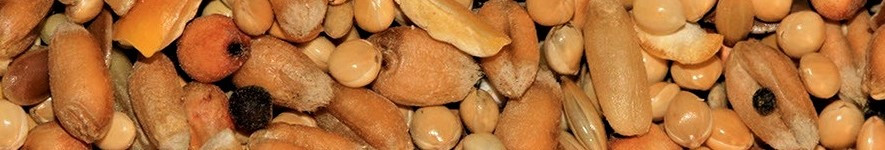 Graines crues